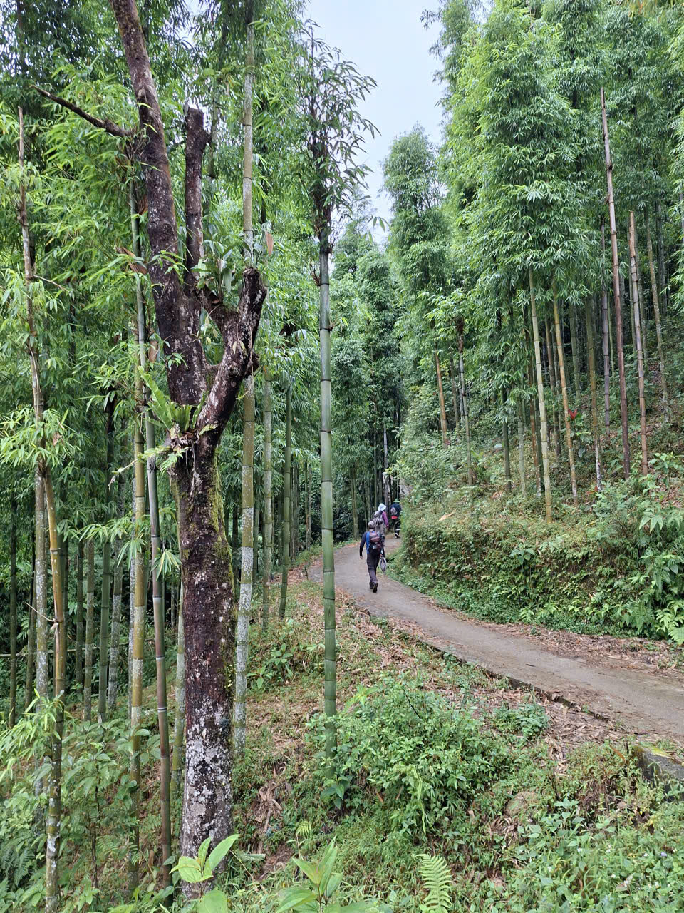 Sapa 1-Day Trek: Deep Immersion Hike through Y Linh Ho Mong, Lao Chai San & Ta Van